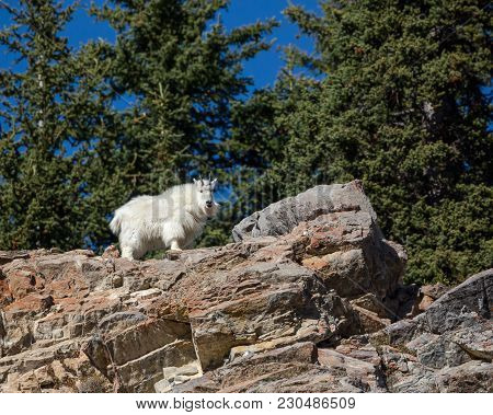 High Up On The Top Of A Cliff The Windy But Safe Home For Mountain Goats.