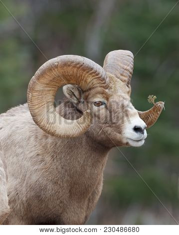 Rocky Mountain Sheep Portraite With Forest Background And Evergreen Brach Stuck In One Horn