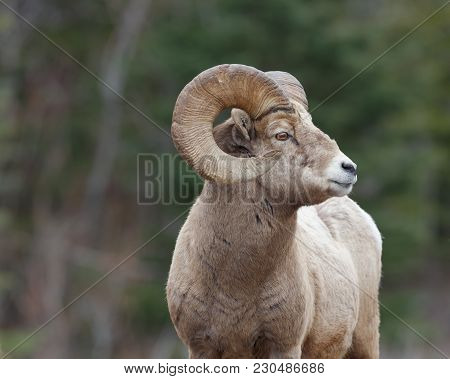Rocky Mountain Sheep Portraite With Forest Background