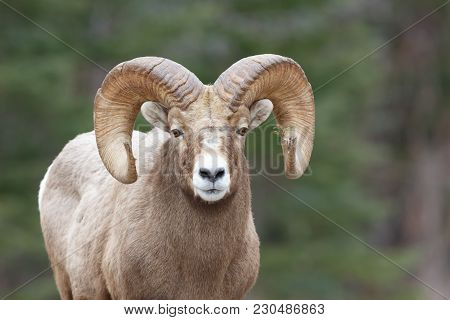Mountain Sheep With Pine Branch Stuck In One Horn And Forest Background