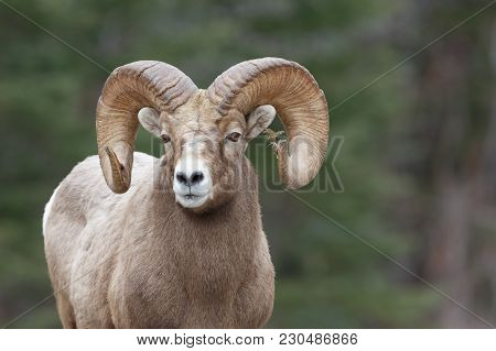 The Most Interesting Mountain Sheep Ram I Have Had The Pleasure To Photograph. The Tamarack Branch S