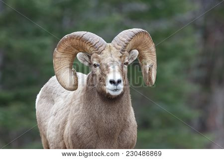 Mountain Sheep With Pine Branch Stuck In One Horn And Forest Background