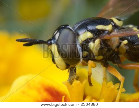 Fly