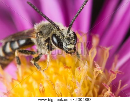 Abeja