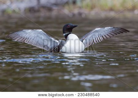 One Common Loon, A Wilderness Icon, With Wings Fully Out