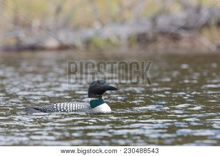 One Common Loon Fishing In A River Entrance With Water Beads On Its Head