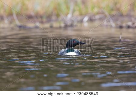 Common Loon On Wavy Lake With Water Drops Falling From Beak And Forest Background