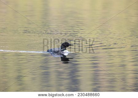 Common Loon With Colourfull Water Ripples At Sunset