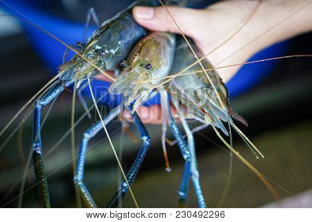 Fresh River Prawns In Hand, Sell In The Market