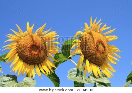 Tournesol