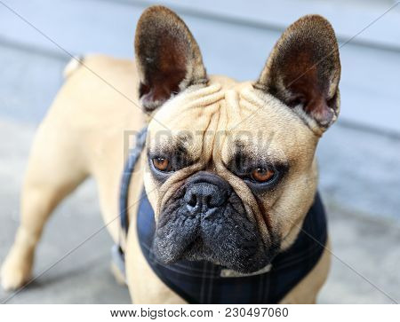French Bulldog Adult Male Fawn In A Street In San Francisco.