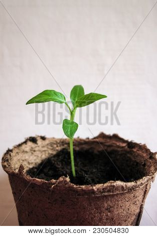 Sprouts Young Pepper Close-up Indoors Pot Potato Agroculture