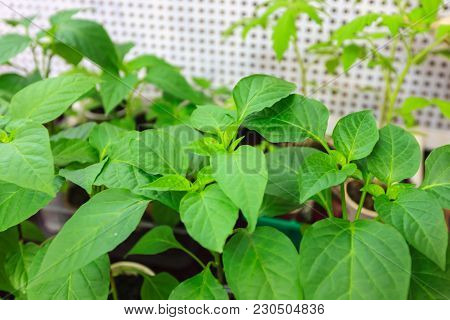 Sprouts Young Pepper Close-up Indoors Pot Potato Agroculture