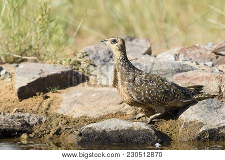 Burchell's Sandgrouse Female Drinks Water From A Waterhole In Kalahari Desert