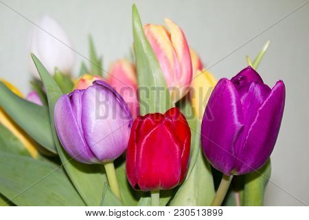 Tulip. Tulips Spring Flowers Background Bunch Of Colorful Tulip Flowers