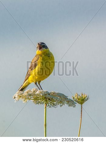 Western Yellow Wagtail (motacilla Flava) On The Flower Close-up Over Blue Sky