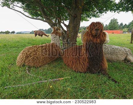 Brown Alpaka On Green Glass, Farm Animal In New Zealand