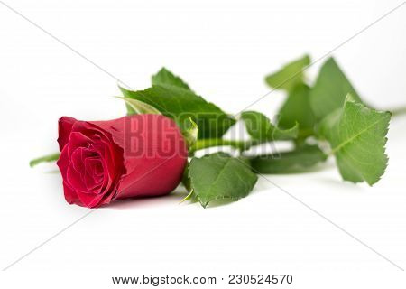 A Lying Red Roses With Many Green Leaves On A White Background