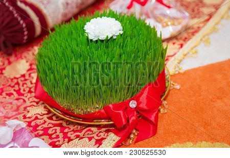 Novruz National Azerbaijan Holiday Spring New Year Celebration Concept, Wheat Grass Semeni . A Semin