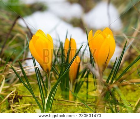 A Small Bush Of Yellow Crocus Is Blooming, Though The Meadow Is Still Snowy
