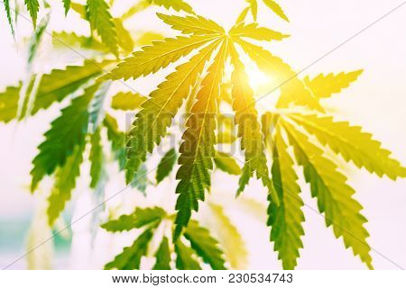 Hands Of Man Holding Sprout Of Hemp Grass On Background. Concept Of Legalizing Cannabis, Marijuana, 