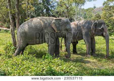 Elephant Enjoying Their Retirement In A Rescue Sanctuary