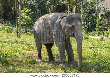 Elephant Enjoying Their Retirement In A Rescue Sanctuary