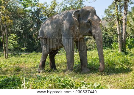 Elephant Enjoying Their Retirement In A Rescue Sanctuary