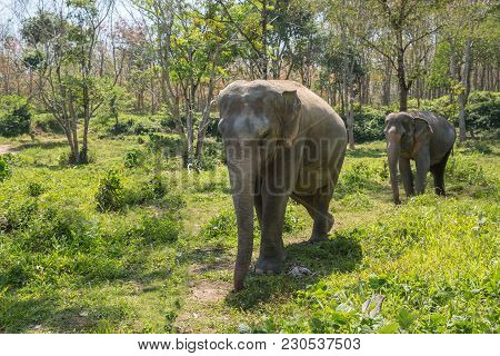 Elephant Enjoying Their Retirement In A Rescue Sanctuary