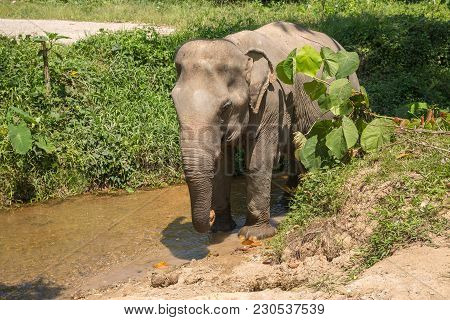 Elephant Enjoying Their Retirement In A Rescue Sanctuary