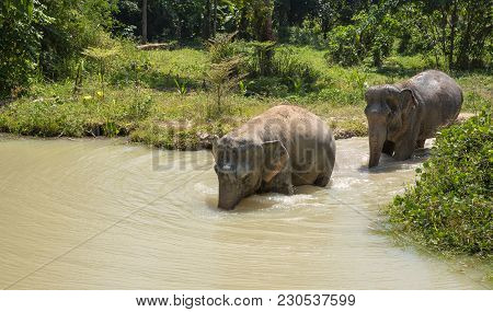 Elephant Enjoying Their Retirement In A Rescue Sanctuary