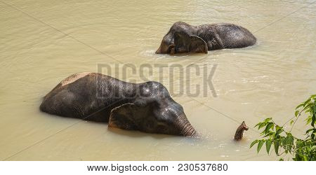 Elephant Enjoying Their Retirement In A Rescue Sanctuary