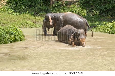 Elephant Enjoying Their Retirement In A Rescue Sanctuary