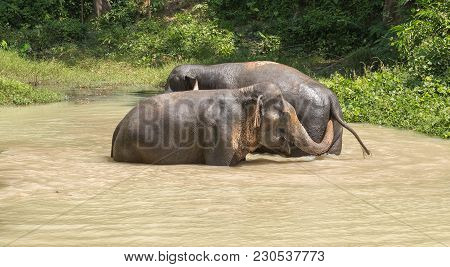 Elephant Enjoying Their Retirement In A Rescue Sanctuary