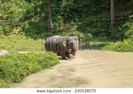 Elephant Enjoying Their Retirement In A Rescue Sanctuary