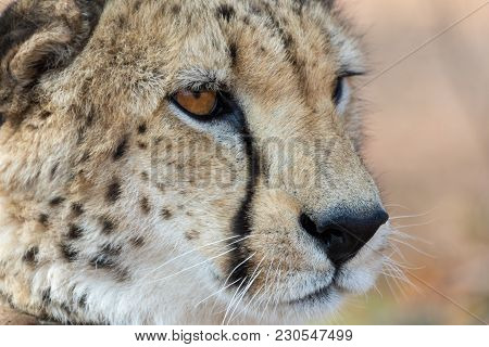 Cheetah In Etosha National Park In Namibia