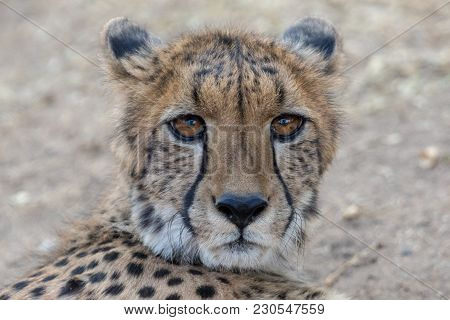 Cheetah In Etosha National Park In Namibia