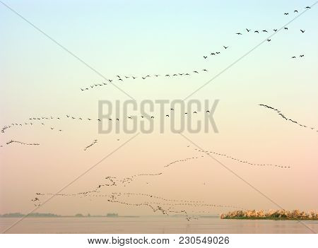 A Great Many Of Migrant Birds Flying In A Clear Sky In Evening