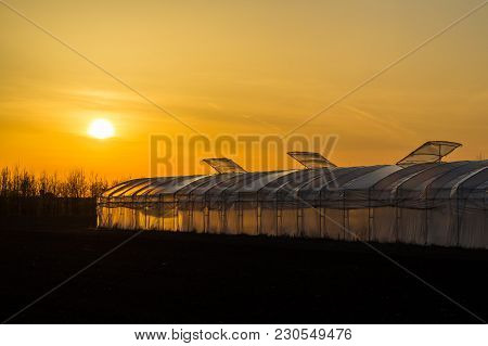In The Sunset A Foil Greenhouse, Yellow And Black