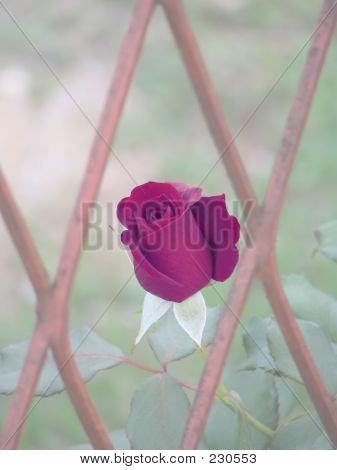 愛の花