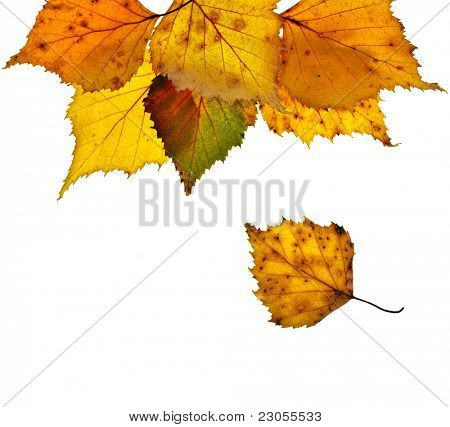 Herbst Birkenblätter isoliert Ont weißen Hintergrund