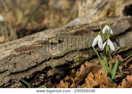 Snowdrops Sunny Spring Forest