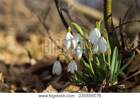 Of A Bouquet Of White Snowdrops In The Forest In Spring