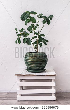 Houseplants: Blossoming Lemon In A Green Pot Against A White Wall Background