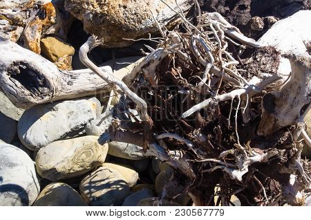 Driftwood, Washed Up By The Sea On A Pebble Beach On A Warm Summer Day