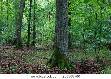 Deciduous Stand In Morning