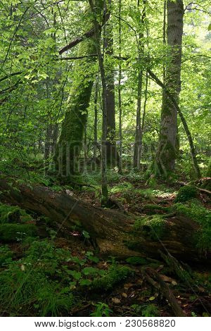 Giant Dead Moss Lying