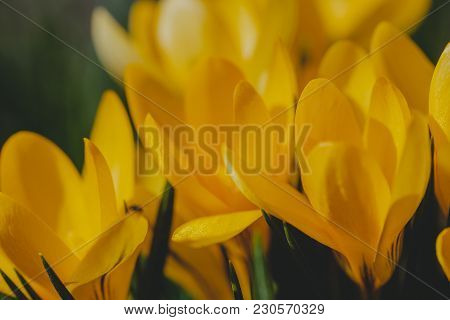 Yellow Crocus, Crocuses Or Croci That Blooms In The Meadow. Crocus, Plural Crocuses Or Croci Is A Ge