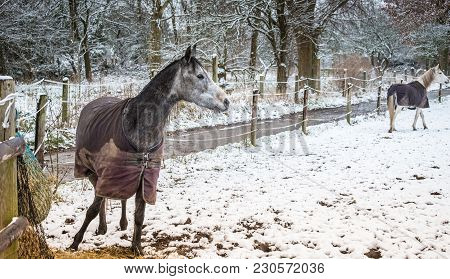 Two Horses In Winter Landscape.selective Focus.blurred Background