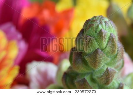 Closeup Detail Of Buds Within A Bouquet Of Flowers Taken At A Shallow Depth Of Field.